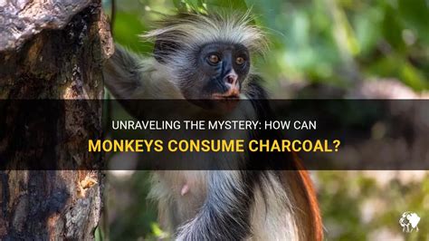  The Mystery of the Missing Monkeys Unraveling Friendship and Environmental Awareness through Indonesian Folklore