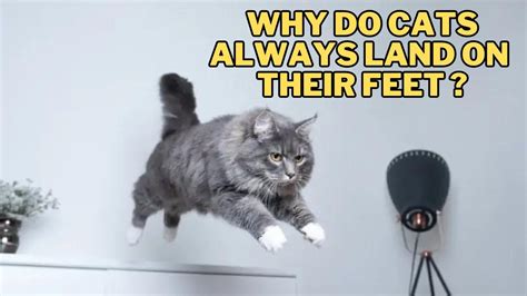 How to Get Rid of Ads on Mobile Games: Why Do Cats Always Land on Their Feet?