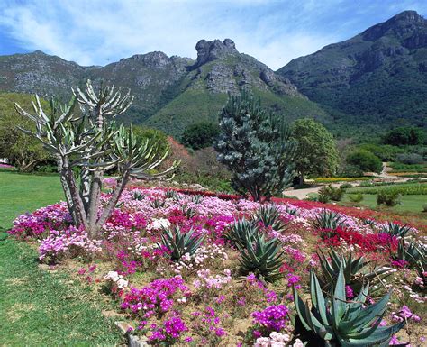  Quirky Gardens for South Africa: Un'Esplorazione Degli Spazi Verdi Tra Ironia e Sostenibilità